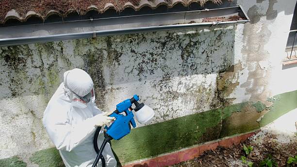 Top rated local Mold Removal specialists in Stafford, VA